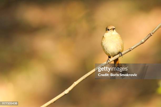 Daurian Rosa Daurian Photos and Premium High Res Pictures - Getty Images