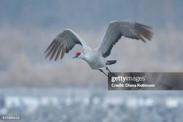 sandhill crane in flight in the snow near kearney, nebraska - kearney-nebraska photos et images de collection