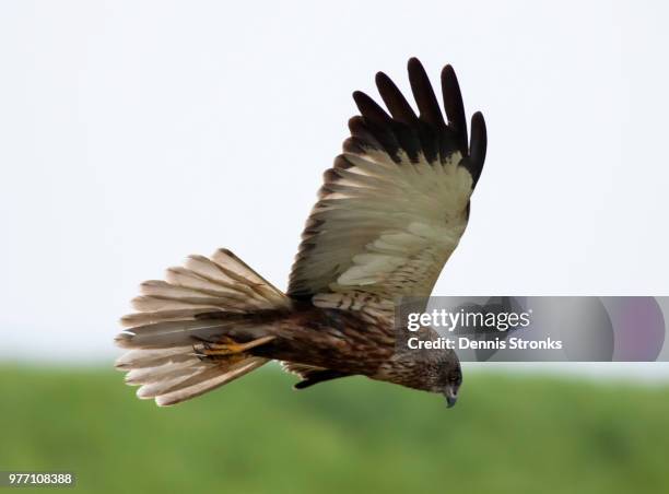 western marsh harrier - marsh harrier stock pictures, royalty-free photos & images