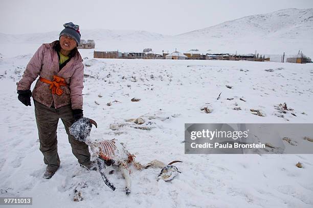 Dealing with another snowstorm, Battsetseg, age 45, carries another carcass of a goat that died a few days ago on March 15, 2010 in Zuunmod, Tuv...