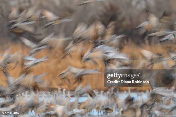 slow shutter speed sandhill cranes in flight - slow shutter stockfoto's en -beelden