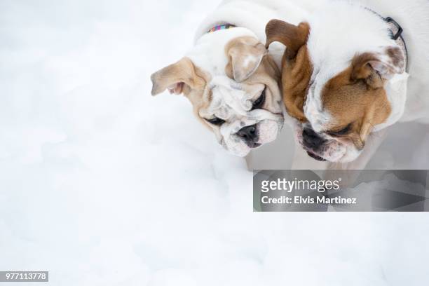 two english bulldogs digging in snow - bulldogge stock-fotos und bilder