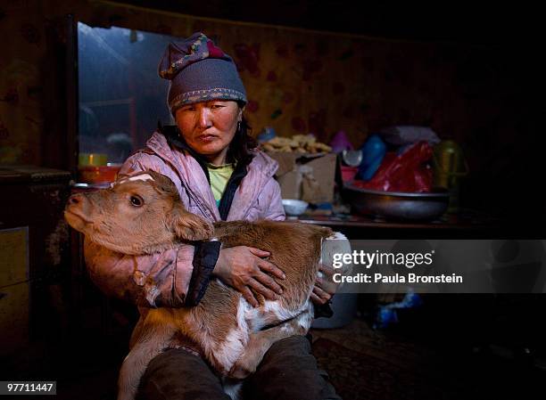 Battsetseg holds a one-month-old calf, one of several young animals that are living inside the small home for protection against the extreme cold...