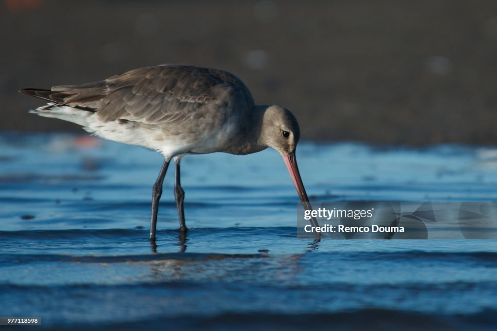 Hudsonian godwit (Limosa haemastica) drinking water, Maldonado, Uruguay