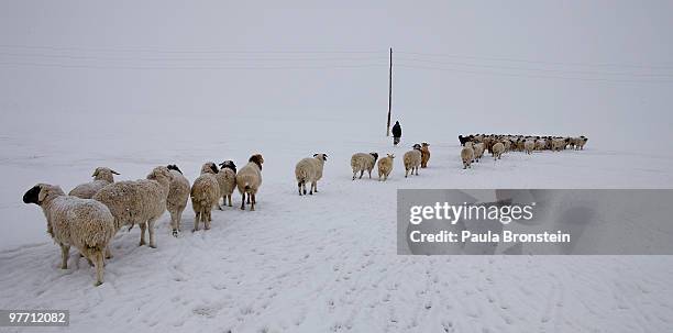 Dealing with another snowstorm a herder walks his flock of sheep and goats on March 14, 2010 in Sergelen, Tuv province in Mongolia. Many herder...