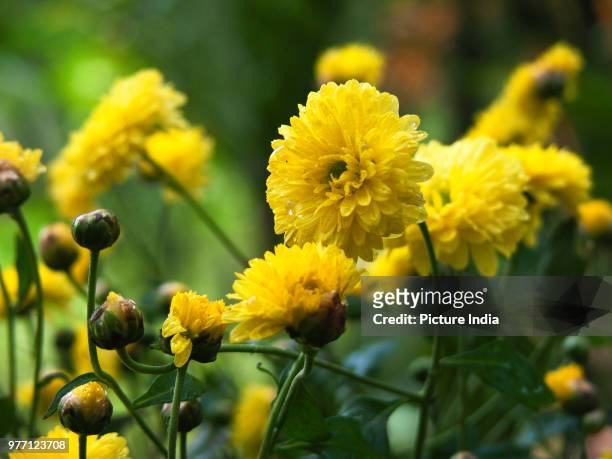 corn marigold... - corn marigold stock pictures, royalty-free photos & images