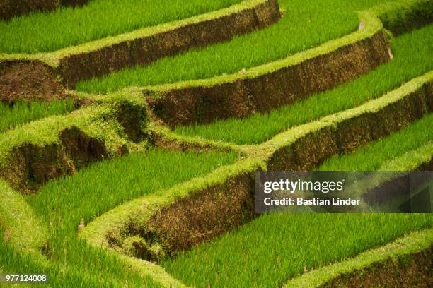rice terraces of jatiluwih, bali - jatiluwih rice terraces stock pictures, royalty-free photos & images
