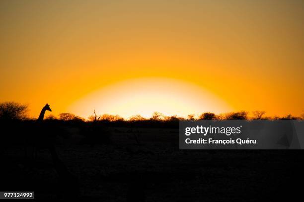 girafe shadow - girafe stock pictures, royalty-free photos & images