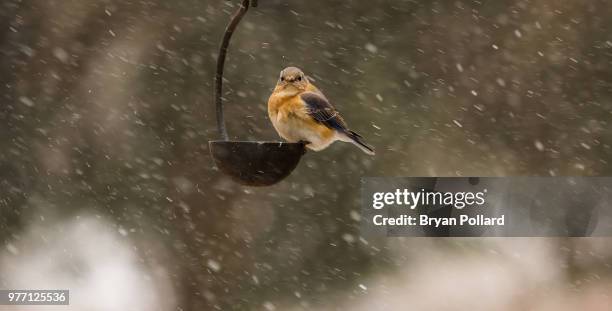 eastern bluebird (sialia sialis) perching on bird feeder - eastern bluebird fotografías e imágenes de stock