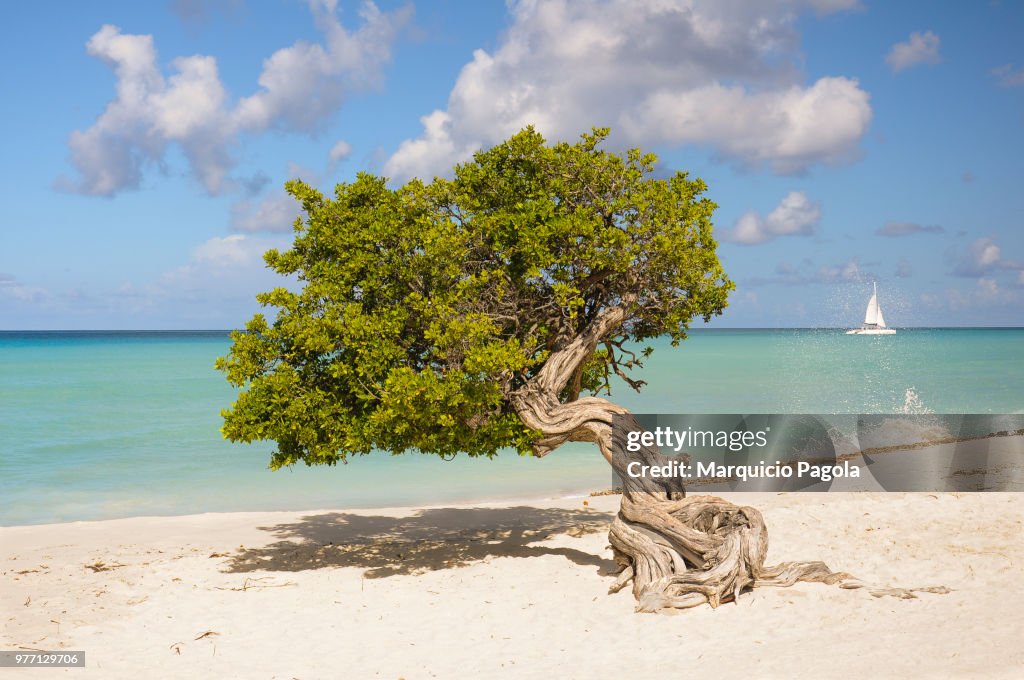 Fofoti Tree on Eagle Beach, Aruba, Antillas Holandesas