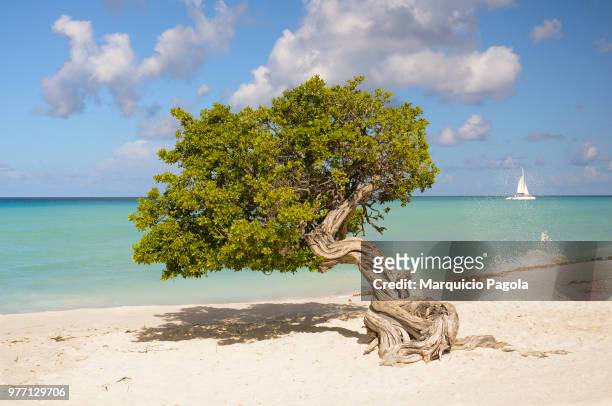 fofoti tree on eagle beach, aruba, antillas holandesas - oranjestad stock pictures, royalty-free photos & images