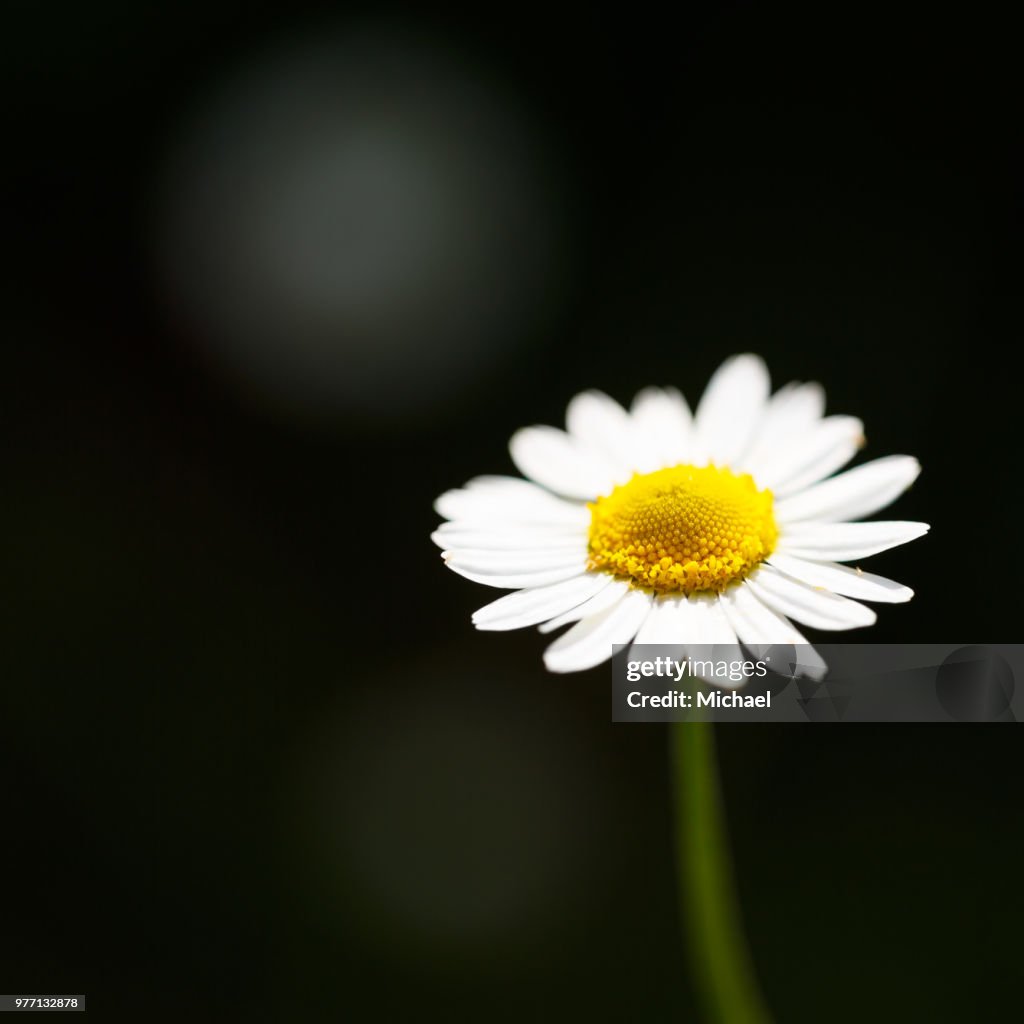 Chamomile (chamaemelum nobile) flower, Glasgow, Scotland