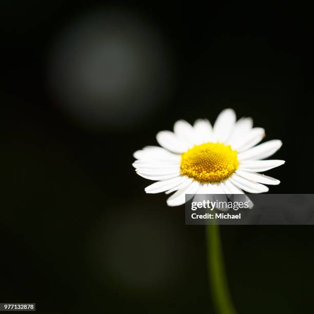 chamomile (chamaemelum nobile) flower, glasgow, scotland - nobile stock pictures, royalty-free photos & images