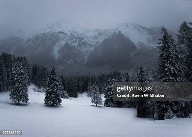 landscape with coniferous forest and mountains in winter, alps, lenzerheide, grisons, switzerland - coniferous stock pictures, royalty-free photos & images