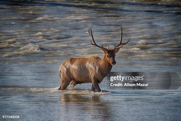 athabasca river elk - athabasca river stock pictures, royalty-free photos & images