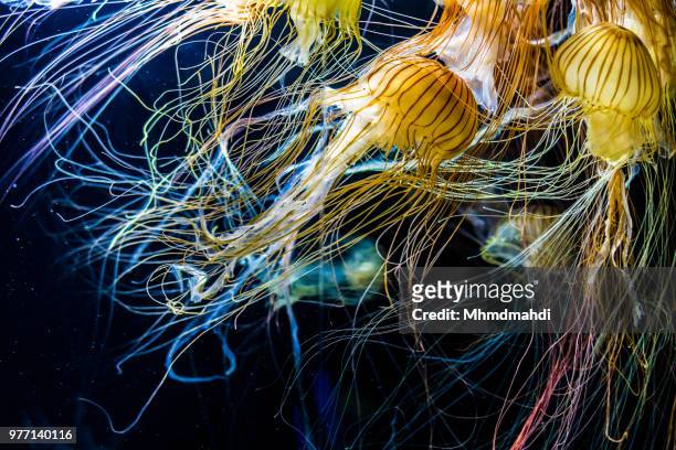 Group of jellyfish underwater