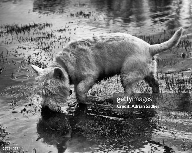 964 Irish Raptor Stock Photos, High-Res Pictures, and Images - Getty Images