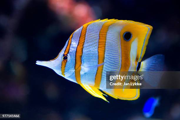 copperband butterflyfish - butterflyfish fotografías e imágenes de stock