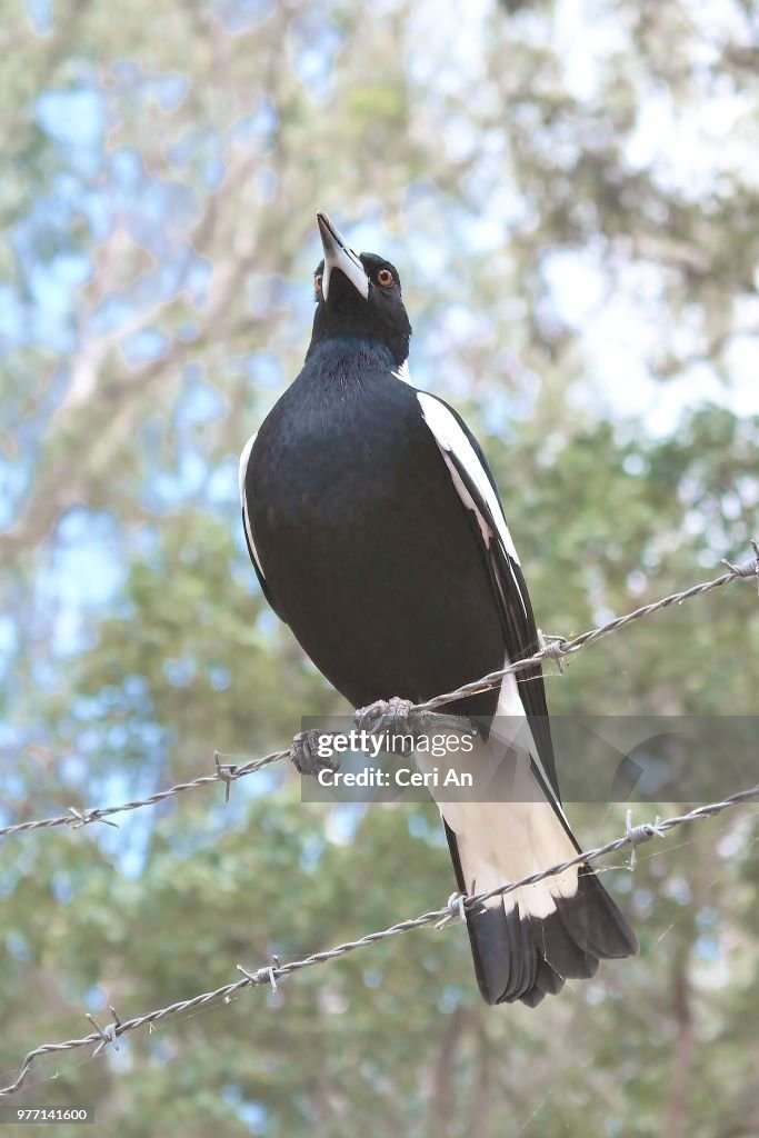 Magpie High-Res Stock Photo - Getty Images