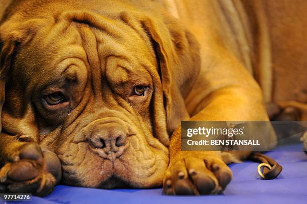 Dogue de Bordeaux is pictured at the Crufts Dog Show in Birmingham, central England, on March 11, 2010. The annual event sees dog breeders from...