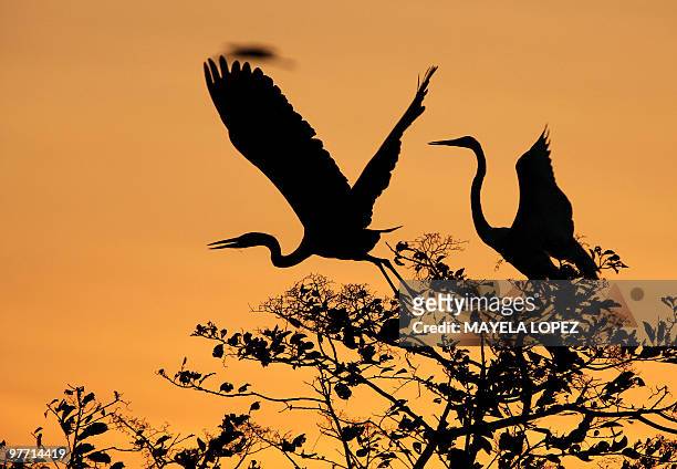 Two White Herons spread their wings February 21, 2010 in the Palo Verde National Park, on the Guanacaste province, 240 north from San Jose, a place...