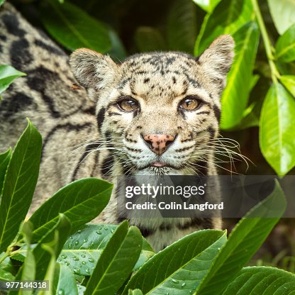 Clouded Leopard Clouded Leopard