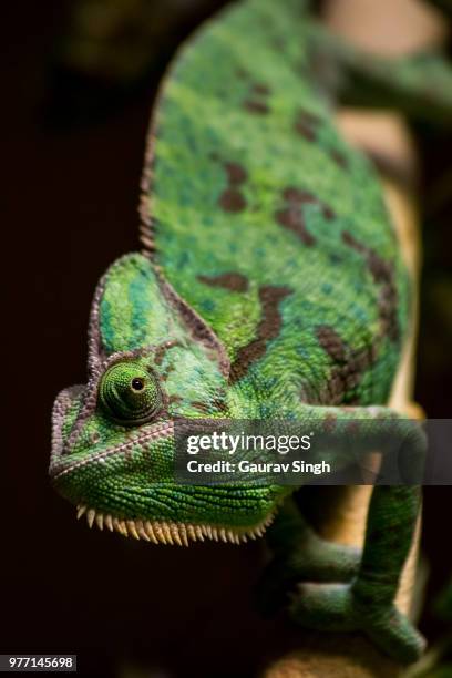 close up of veiled chameleon (chamaeleo calyptratus) - veiled chameleon stock pictures, royalty-free photos & images