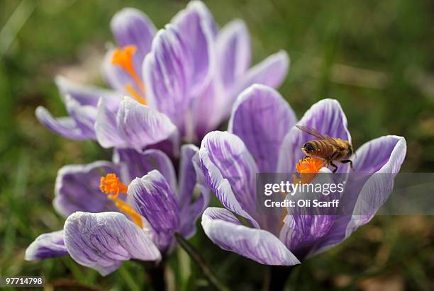 Bee collects pollen from the stamens of a flowering crocus in the Royal Botanic Gardens at Kew on March 15, 2010 in London, England. The unusually...