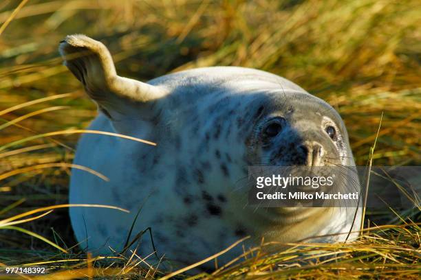 harbor seal (phoca vitulina) in donna nook national nature reserve, donna nook, lincolnshire, england, uk - nook stock-fotos und bilder