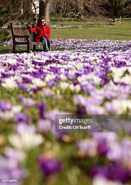 Eileen Navey admires the carpet of crocuses flowering in the Royal Botanic Gardens at Kew on March 15, 2010 in London, England. The unusually cold...
