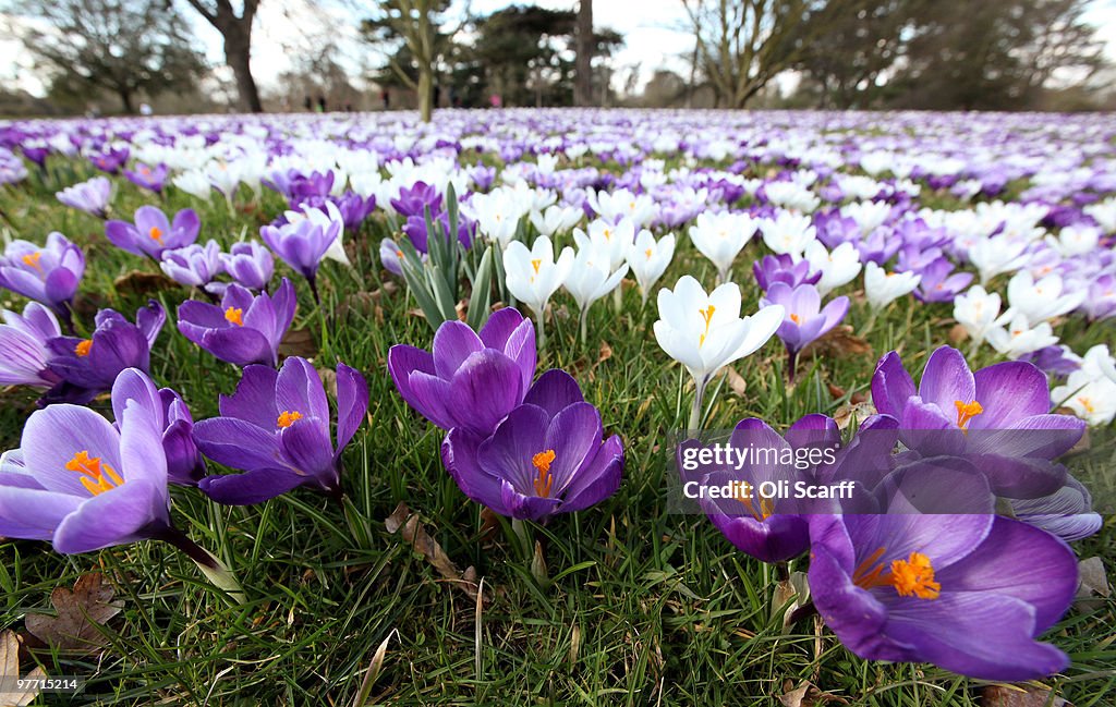 The First Signs Of Spring Are Seen At Kew Gardens
