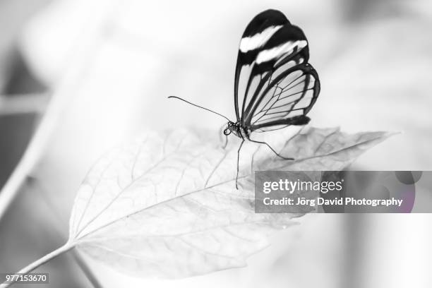 schmetterling / butterfly - schmetterling fotografías e imágenes de stock