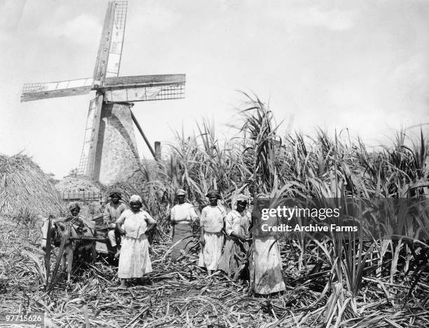 Working in the sugar cane fields, Barbados