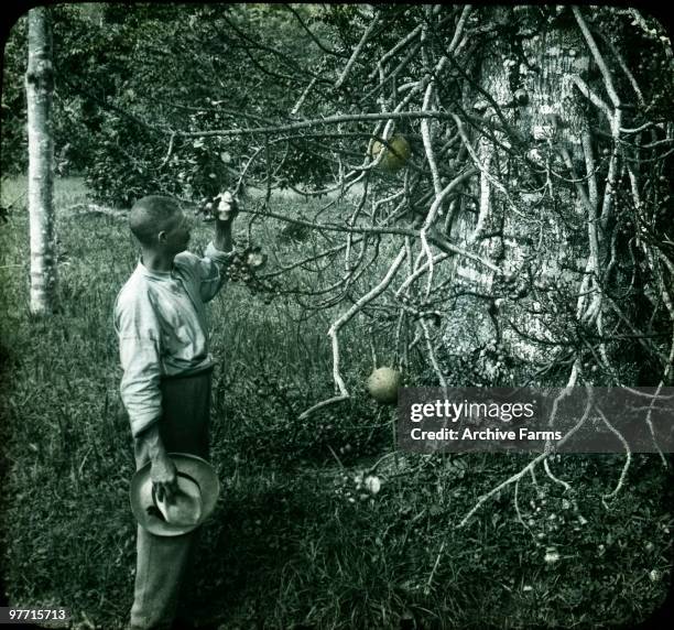 Cannonball tree, mahogany tree and coffee bushes in distance, Castleton Gardens, Kingston, Jamaica