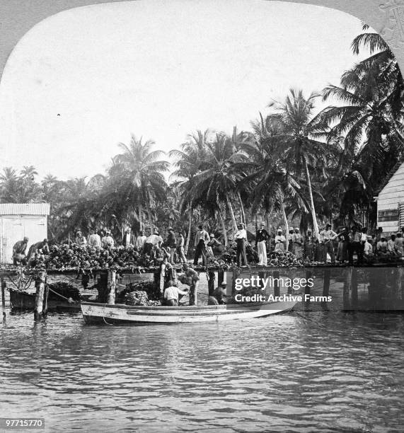 Banana wharf and coconut plantation, Jamaica