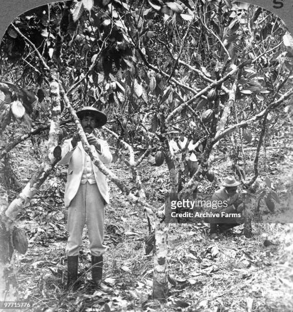 Picking the pods of the chocolate cocoa, Jamaica, West Indies