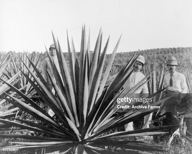 Sisal hemp plant, Bahamas