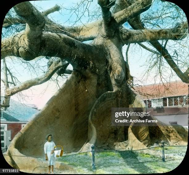 Ceiba, or Silk Cotton Tree, Nassau, Bahamas