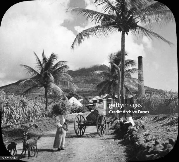 Sugar estate on the island if Nevis, British West Indies, near the boyhood home of Alexander Hamilton