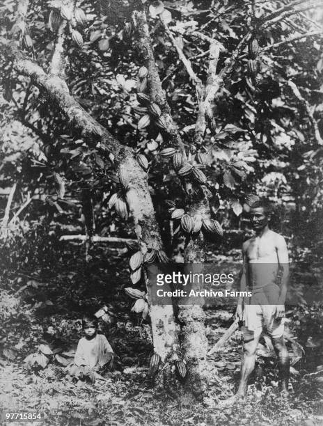 Cacao tree in fruit, Port of Spain, Trinidad