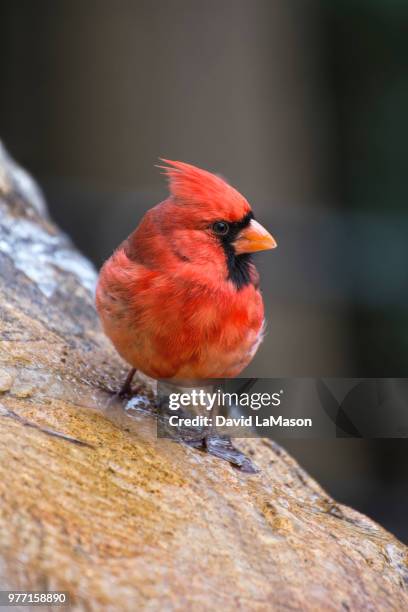 Cardinal Tree Photos and Premium High Res Pictures - Getty Images