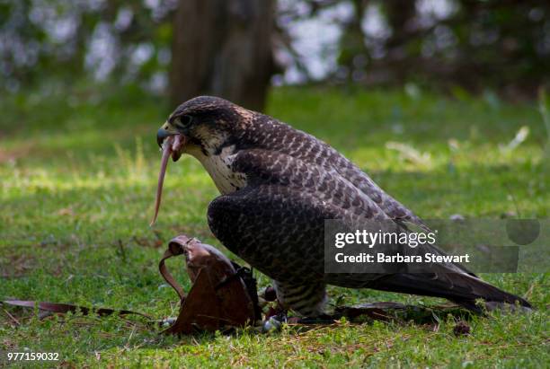 Hawk With Mouse 497 Mouse Hawk Stock Photos, High-Res Pictures, and Images - Getty Images