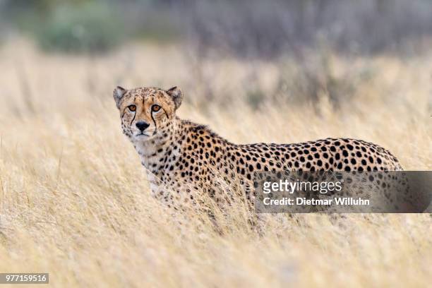 Kalahari Desert Animals Photos and Premium High Res Pictures - Getty Images