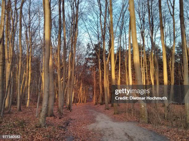 ostseebad zinnowitz, germany - zinnowitz stock pictures, royalty-free photos & images