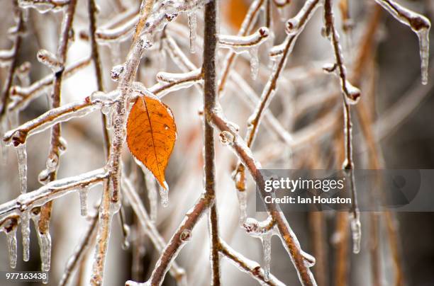 Houston Fall Tree 770 Houston Autumn Stock Photos, High-Res Pictures, and Images - Getty ...