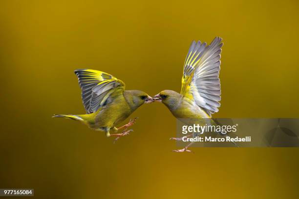 flying kiss 14 - fight or flight stock pictures, royalty-free photos & images