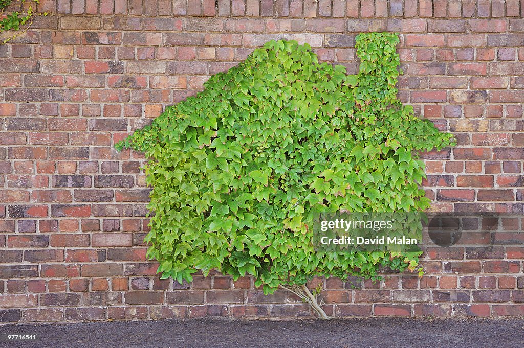 House shaped creeper on red brick wall