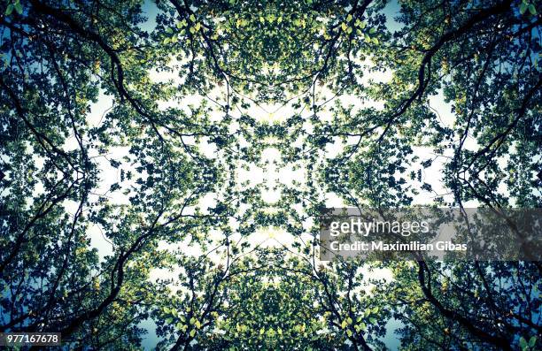 kaleidoscope effect of bavarian forest, bavaria, germany - kaleidoscope pattern stock pictures, royalty-free photos & images