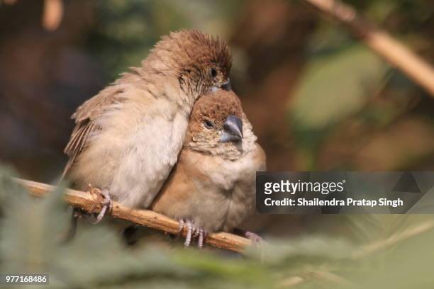 love birds. - shailendra singh stock-fotos und bilder