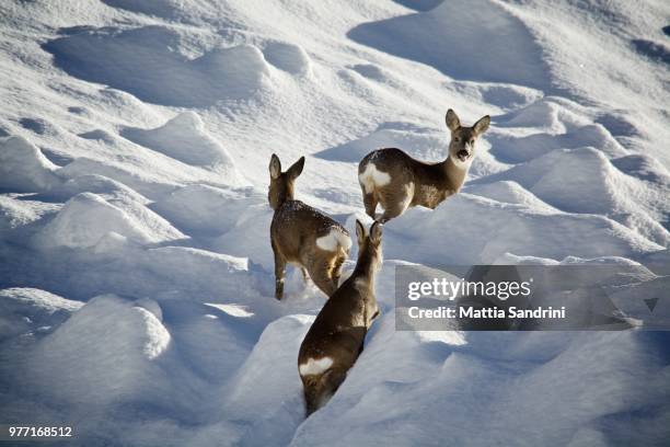 three deer crossing the avalanche - deer crossing stock pictures, royalty-free photos & images